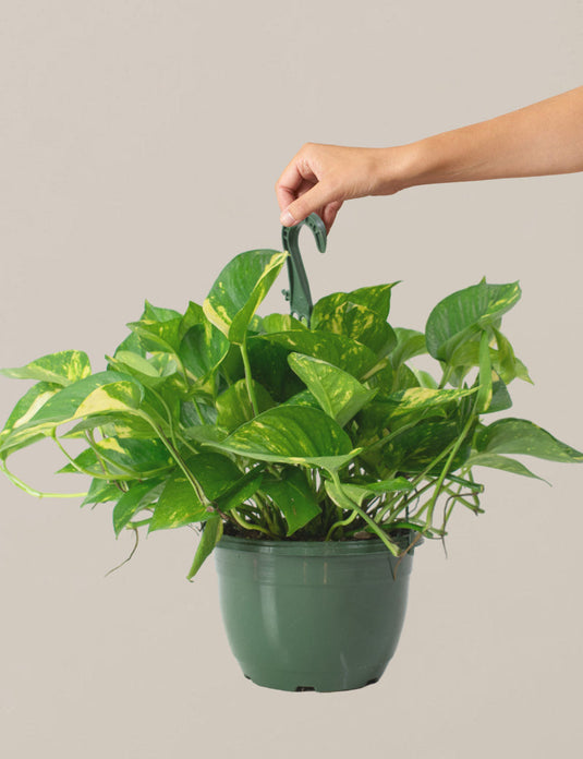 Pothos hanging basket
