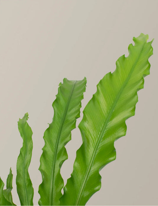 Bird’s nest fern