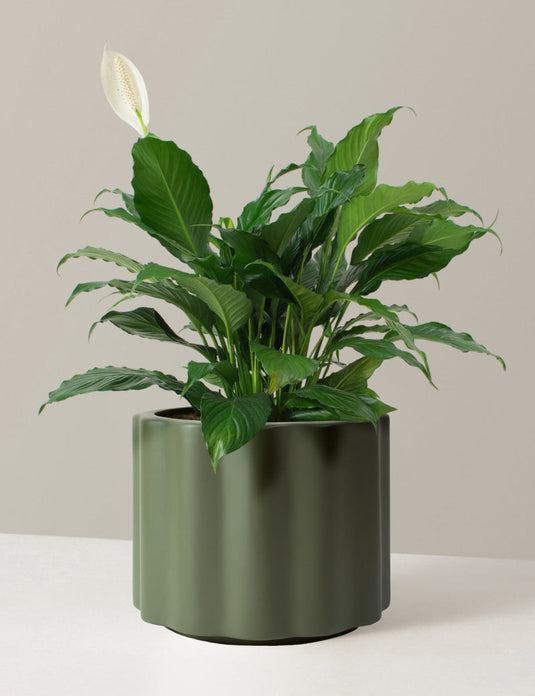 Large peace lily