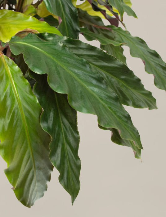 Large calathea wavestar