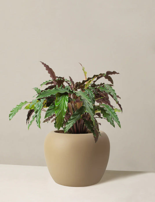 Large calathea wavestar