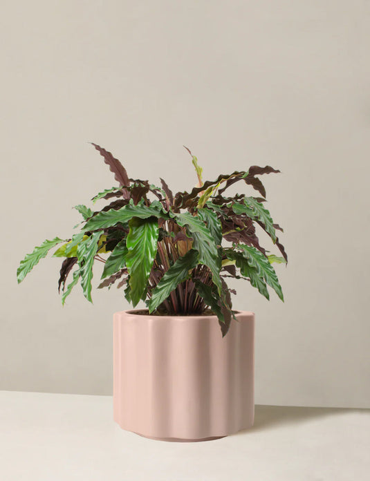 Large calathea wavestar