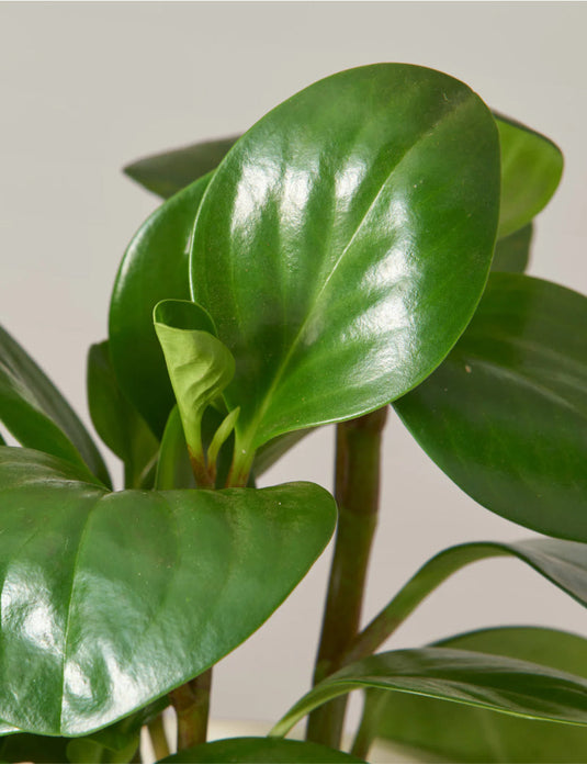 Peperomia obtusifolia