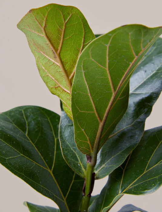 Fiddle leaf fig